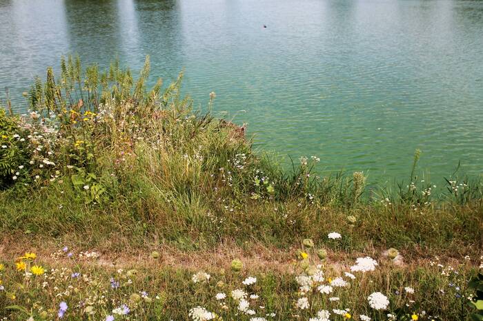 And calmly to your destiny... - My, The photo, Nature, Plants, Pond, River, Bloom