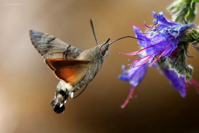 Filmed Hawk Moth - Bees, Insects, Video, Longpost