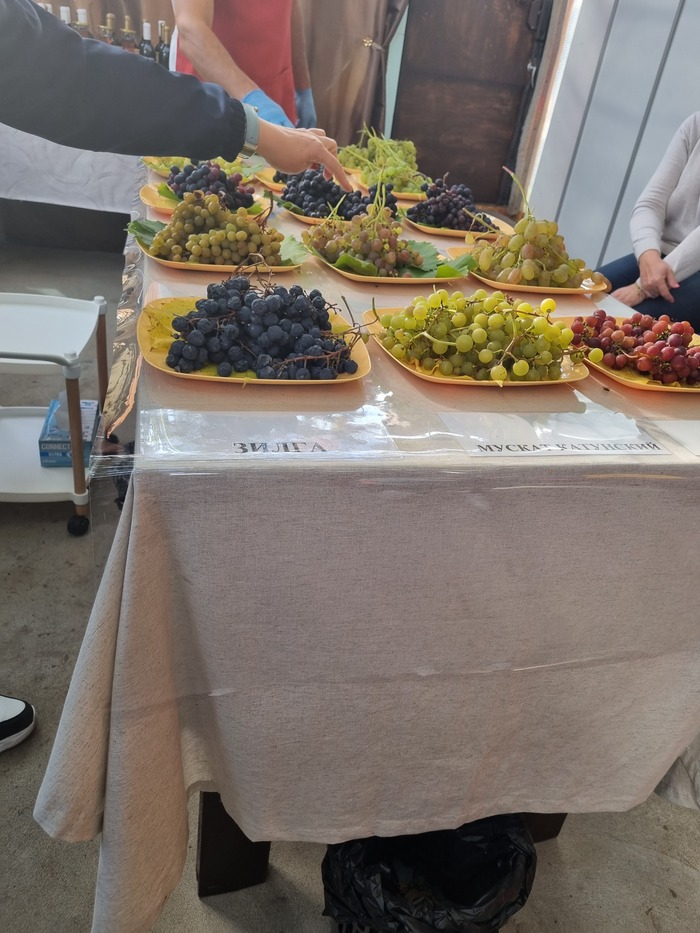 Опять пробуем сорта столового и винного винограда