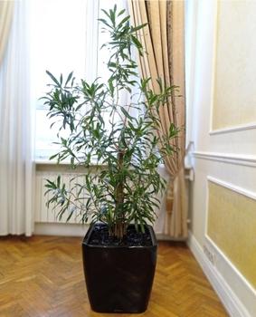Драцена Рефлекса