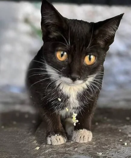 Её зовут Поночка... - В добрые руки, Кошатники, Котята, Бездомные животные, Без рейтинга, Пушистые, Лига Добра, Волонтерство, Приют, Потеряшка, Москва, Кот, Доброта, Длиннопост, Видео