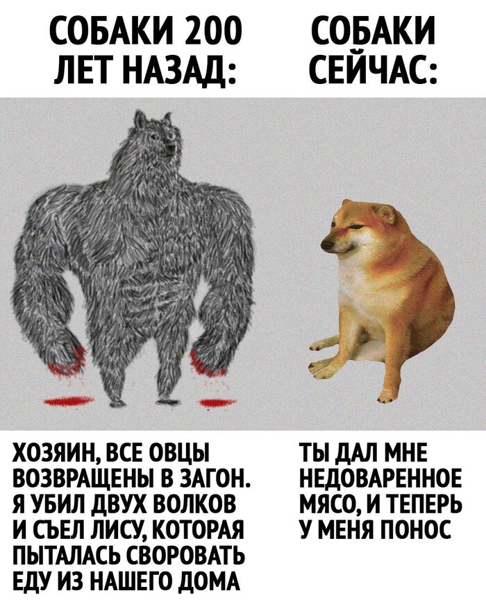     ,     ...   , , ,  ,  , ,   , , , , Doge