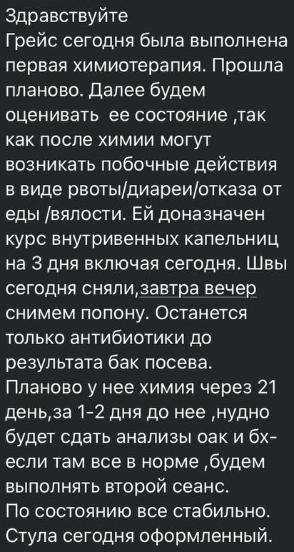 Её выбросили умирать как ненужную вещь. ч3 - Ветеринария, Бездомные животные, В добрые руки, Спасение животных, Кот, Британский кот, Рак и онкология, Лига Добра, Приют, Волонтерство, Передержка, Потеряшка, Помощь животным, Длиннопост