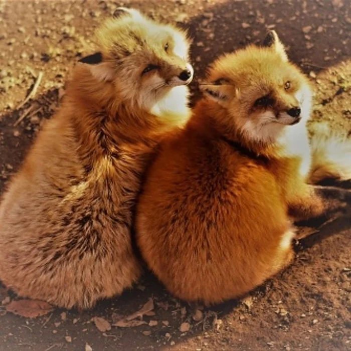 We are listening to you carefully, citizen... - The photo, Fox, Animals, In the animal world, Fluffy