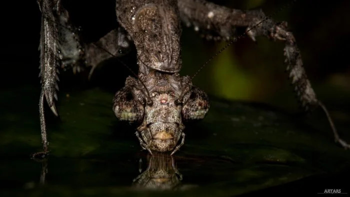 Popa spurca or African twig mantis - My, Mantis, Planet Earth, The photo, Informative, Terrariumistics, Animals