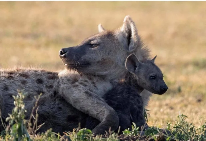 The happy childhood of a savannah orderly - Spotted Hyena, Young, The photo, Hyena, Wild animals