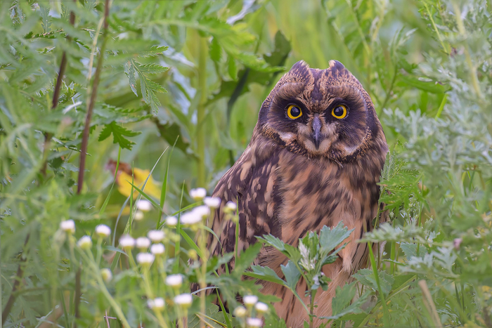 . : Leksa Kolomiets <a href="https://pikabu.ru/story/pronzitelnyiy_vzglyad_11883660?u=https%3A%2F%2Frtraveler.ru%2Fphoto%2F1463719%2F%3Feditorial_photos%3D1&t=%D0%BE%D1%82%D1%81%D1%8E%D0%B4%D0%B0&h=9fb19d4e59d4501a090ba59ba462ff5f32dc4813" title="https://rtraveler.ru/photo/1463719/?editorial_photos=1" target="_blank" rel="nofollow noopener"></a>