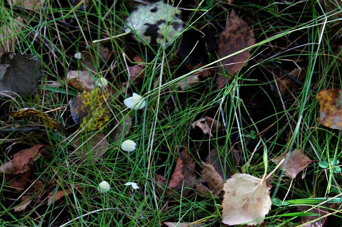 Don't eat it - My, The photo, Nature, Mushrooms, Autumn