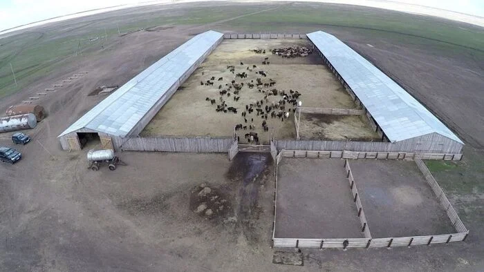 Arrangement of one sheep-breeding complex - point. Sheepfold. Mistakes of beginning sheep-breeders - My, Сельское хозяйство, Entrepreneurship, Business, Small business, Sheeps, Sheep, Livestock breeding, Startup, Trade, Market, Flock, cat, Farmer, Volgograd, Longpost