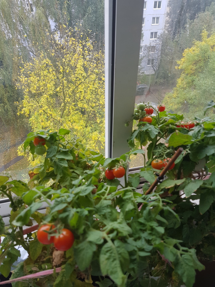 ��� ��� ����� ����.