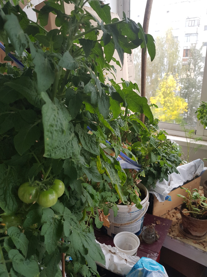 ��� ����������.