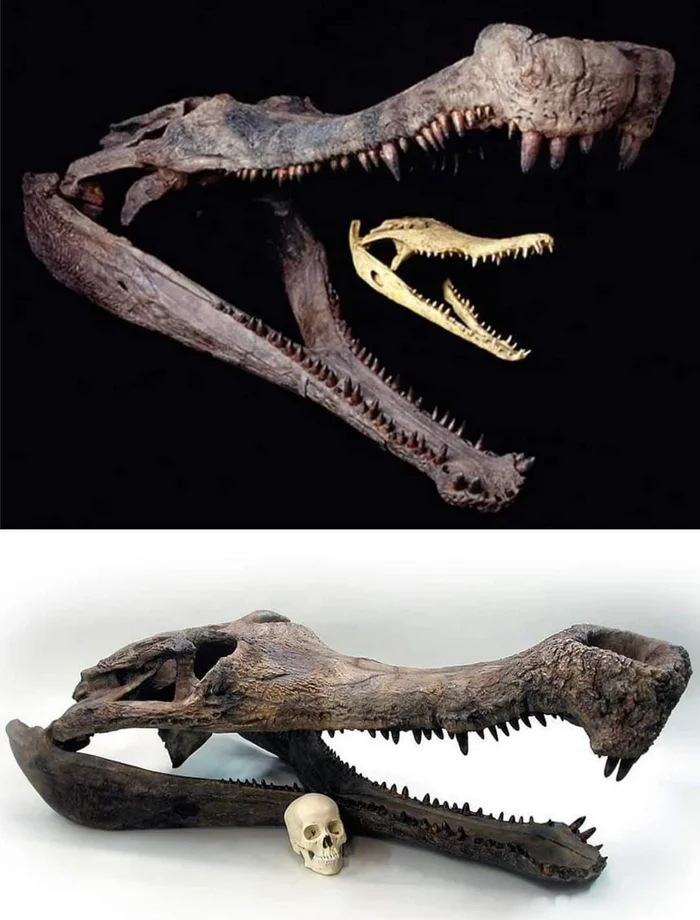 Comparison of the skull of Sarcosuchus and the Nile crocodile with a human skull - Historical photo, Scull, Archeology, Archaeological finds, Crocodiles, Comparison, Cretaceous, Ancient artifacts