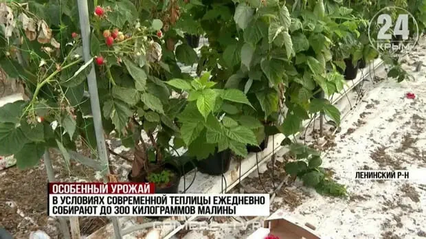 A new greenhouse complex has opened in Crimea - Crimea, Greenhouse, Business, Raspberries, VKontakte (link)