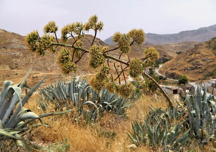 Agave americana - My, Plants, Botany, Entertaining botany, Agave, Longpost