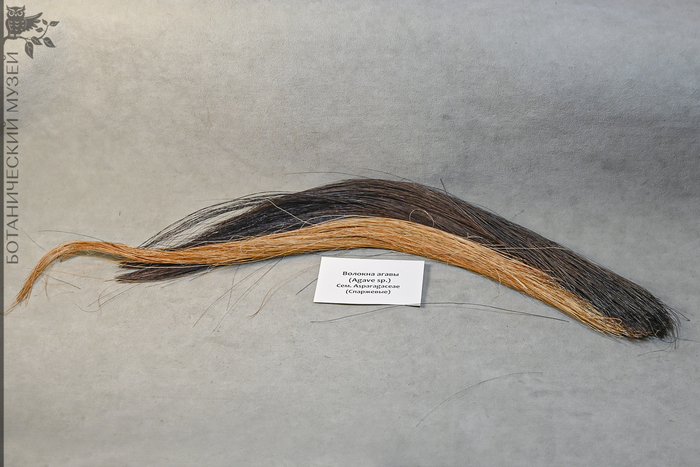   .    <!--noindex--><a href="https://pikabu.ru/story/agava_amerikanskaya_11884178?u=http%3A%2F%2Fpokayadoma.ru&t=pokayadoma.ru&h=52df83158eacb29846920d11cc827f1e52c4bcc4" title="http://pokayadoma.ru" target="_blank" rel="nofollow noopener">pokayadoma.ru</a><!--/noindex-->.