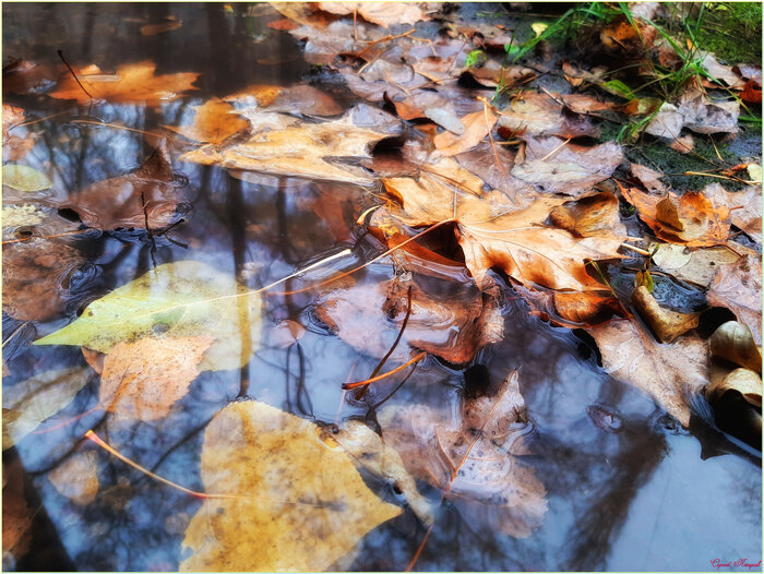 Осенняя грусть