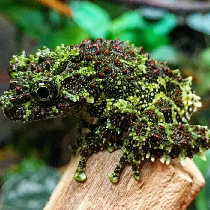 �������, ��������� � ������ �������� ����� ���-��������� ����.