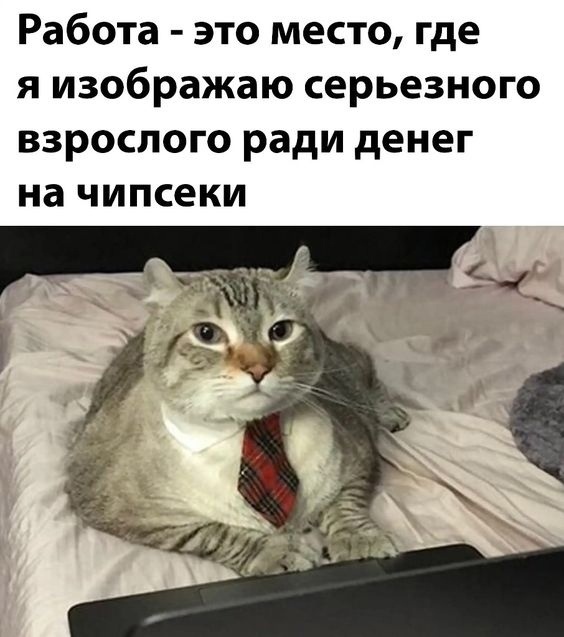 Ну разве только ради чипсеков... Кот, Работа, Пушистые, Юмор, Толстые котики, Картинки, Серьезность