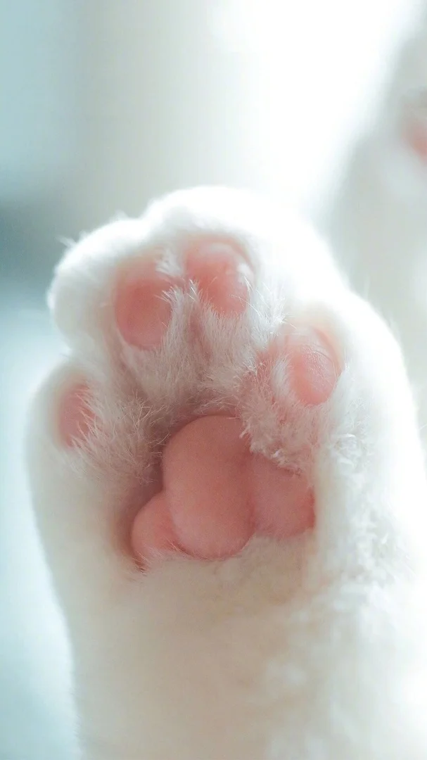 Just cat paws. So different, but all so cool! - Paws, cat, Fluffy, Cat lovers, Ideally, Pet the cat, Longpost