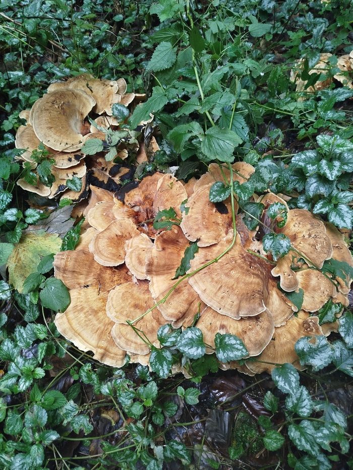 � ��� ���, ������� ����, ������ � �������� ����������, � ����� ������...