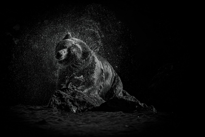 Елена Полякова. Мишка на Саманге - место съёмки: Курильское озеро (Камчатка)