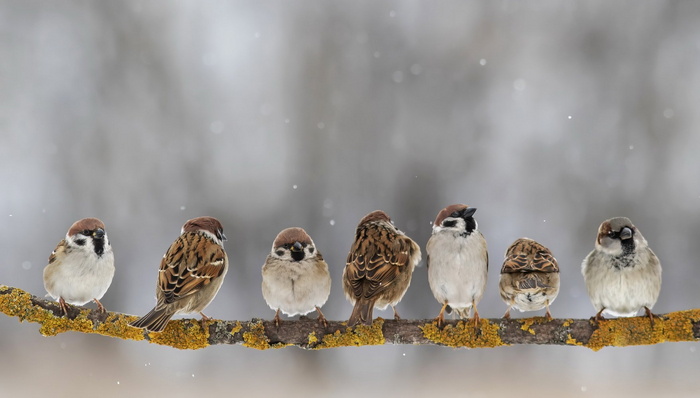 Наталья Бачкова. Шеренга