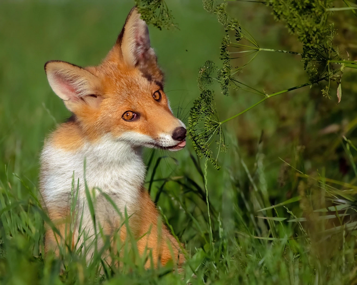 Елена Соколова. Лисёнок и укроп - место съёмки: деревня Сергово, Новгородская область