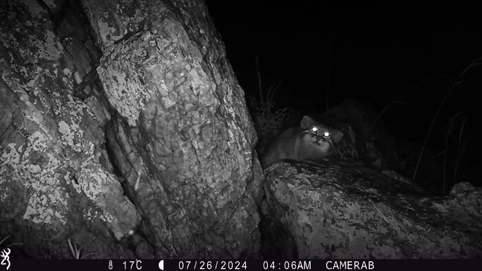 Pallas' cats and their feathered neighbors - Pallas' cat, Small cats, Cat family, Wild animals, Predatory animals, Hoopoe, Birds, Sparrow, Steppe, Facebook (link), Longpost, Phototrap