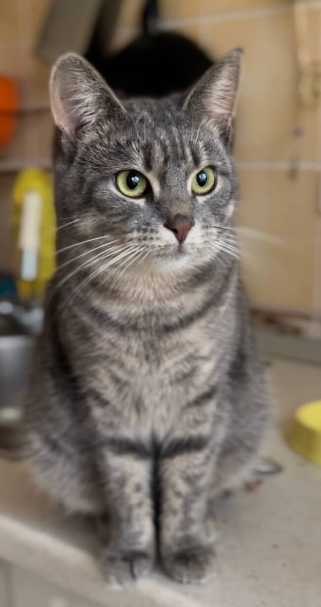 СПб и ЛО. Любань. Ищет дом Сима. Без рейтинга