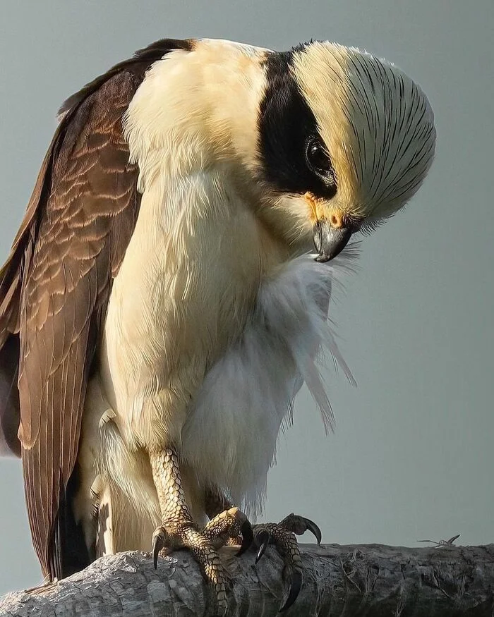 Laughing Falcon - Falcon, Birds, Predator birds, Wild animals, wildlife, North America, The photo