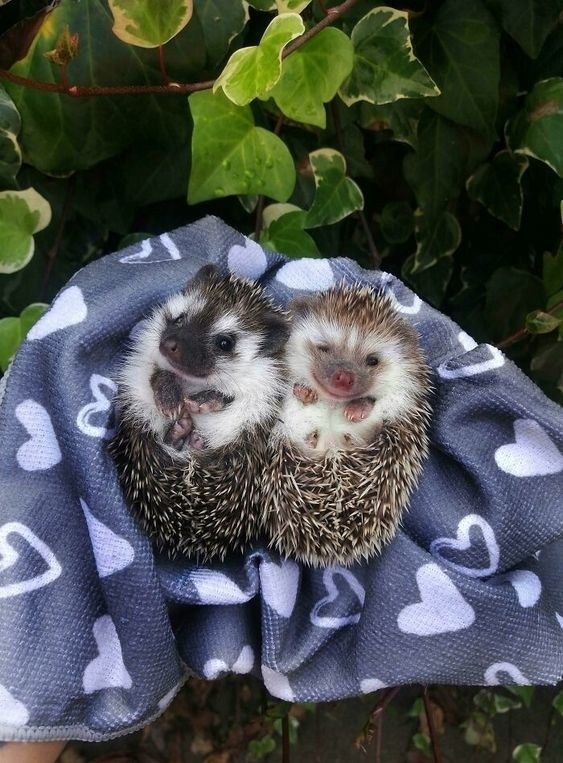 Cuties - The photo, Animals, Hedgehog, Wild animals