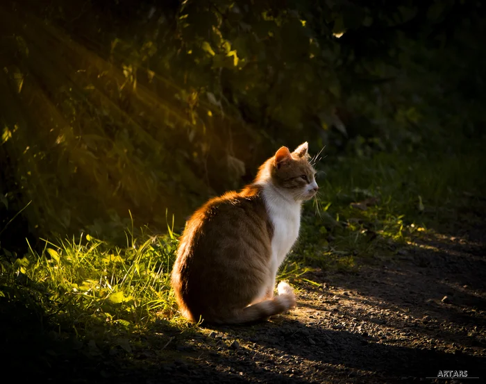 Stray cat - My, cat, Cat lovers, Cat family, The photo, Photographer, Animals, Fluffy, Kindness, Tricolor cat