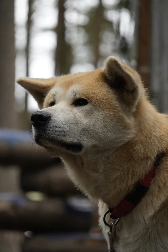 Shiba Inu - My, The photo, Animals, Photographer, Shiba Inu, Dog, Longpost