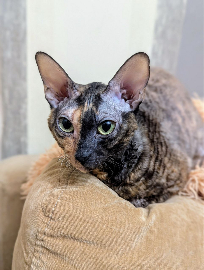 Портрет с Pixel 7 докрученный нейронками Google.