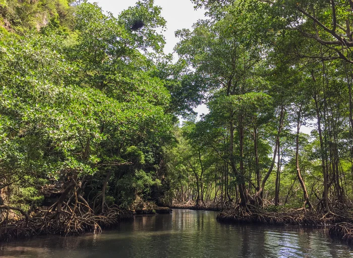 Mangrove forest - My, The photo, Nature, Mangrove Forest, Tree, Longpost