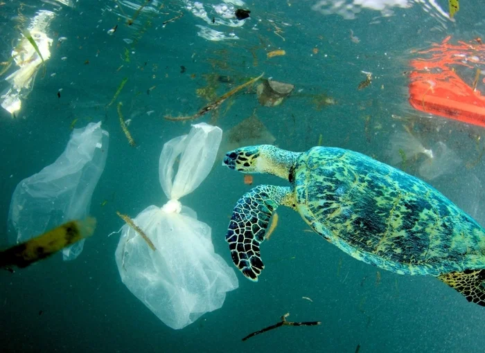 New discovery helps understand where plastic disappears to in the oceans - Environment, Environmental pollution, Plastic, Waste, Ocean, Coral, Opening, Scientists, Ecologists, Ecology, Microplastics, Gulf, Ecosystem, Research, Garbage, Japan, Thailand, Text, Longpost, Prevention