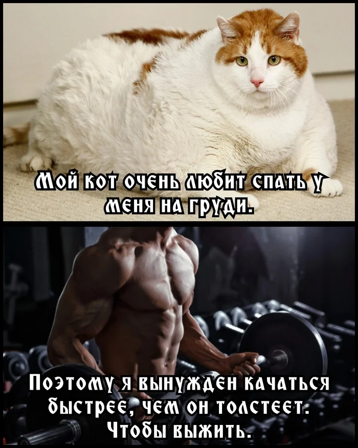 For owners of fat cats - My, Fat cats, Fight for survival, Picture with text