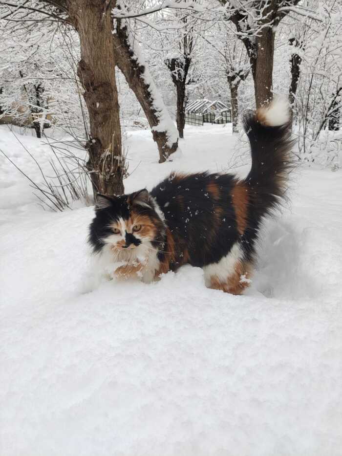 Лампа на снегу - Моё, Трехцветная кошка, Кот, Домашние животные, Длиннопост, Фотография