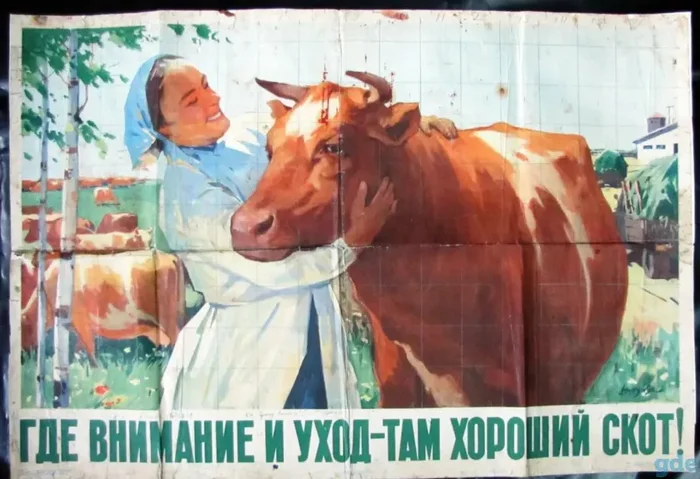 There was no meat farming in the Soviet Union and there was no meat? - History (science), Movie review, Collective farm, Meat, Livestock breeding, the USSR, VKontakte (link), YouTube (link), Longpost