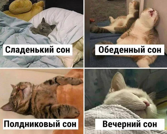 Хочу быть котом - Юмор, Картинка с текстом, Кот, Сон