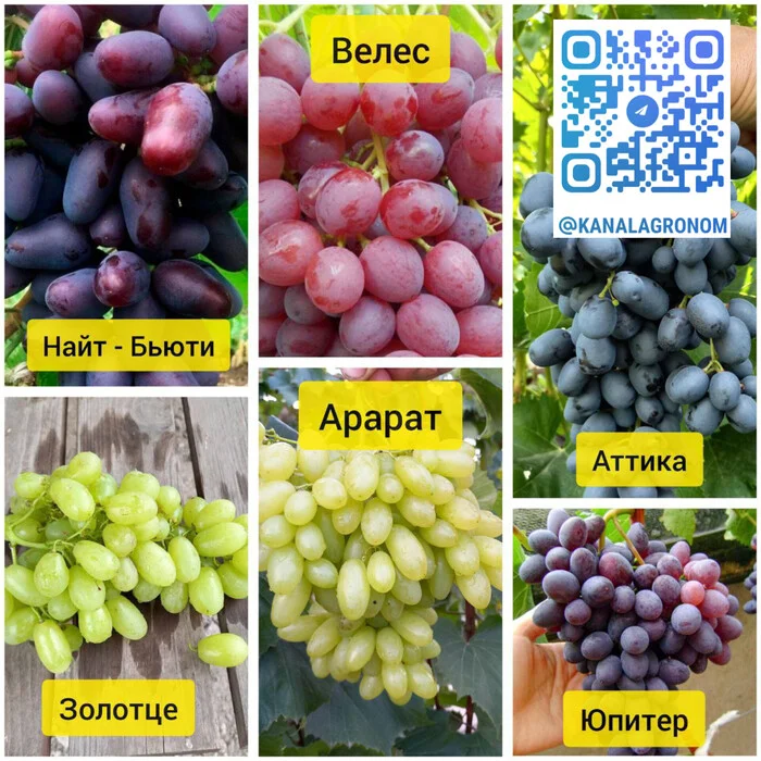 Top 6 varieties of grapes k-sh - Saplings, Grape, Vineyard, Garden, Сельское хозяйство, Longpost