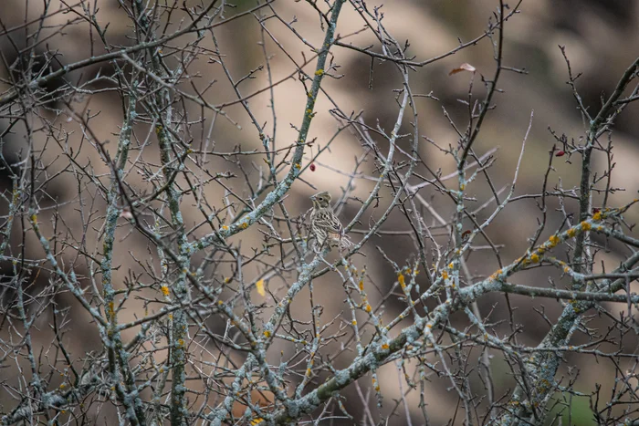 Crested Lark - My, The photo, Nikon, The nature of Russia, Photo hunting, Birds, Tree, Ornithology League, Bird watching, In the animal world