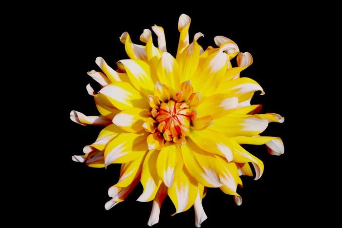 Dahlia | Georgina - My, The photo, Photographer, Flowers, Planet Earth, Plants, Dahlias