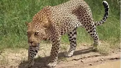 India launches hunt for man-eating leopard - Leopard, India, Cannibal, Dangerous animals, Predatory animals, Big cats, Cat family, Wild animals, Hunting, Man-Eating Animals