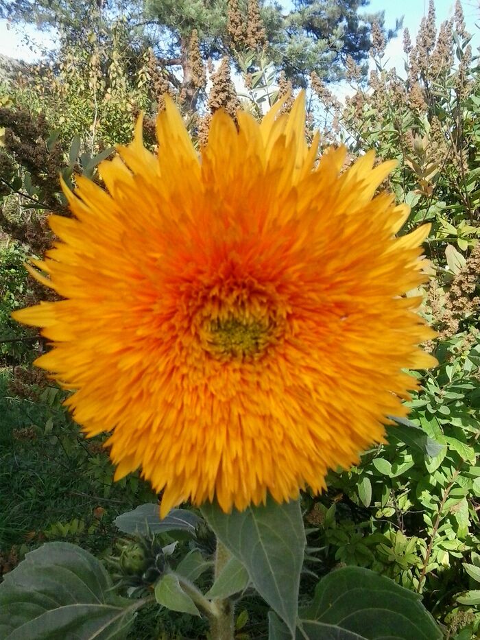 October. Sunflower - My, Flowers, Garden, The photo, Autumn, Sunflower