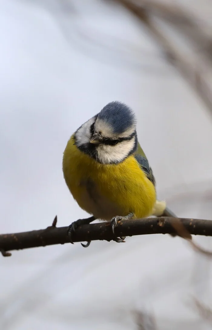 Blue tit - My, The photo, Nature, Bird watching, Canon, Birds