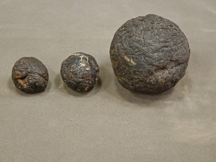 Мячи из каучука. Экспозиция Ботанического музея БИН РАН, сборы С.В. Юзепчука.