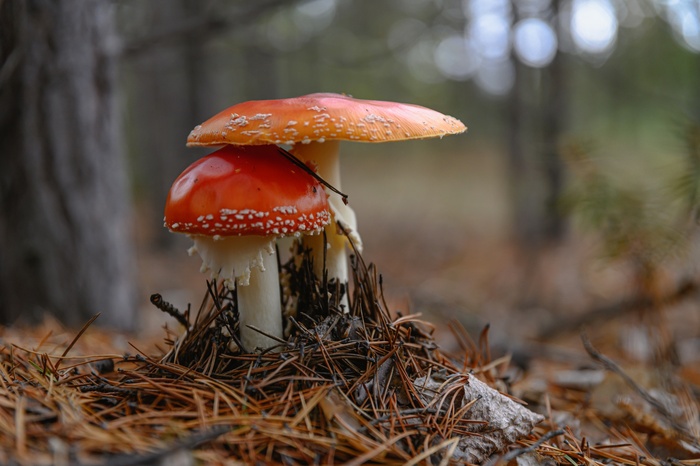 Фото Д. Бухтика.