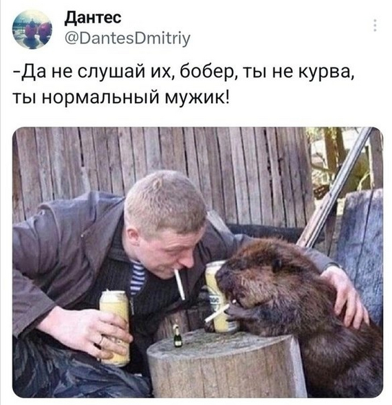 Beaverpositive - Humor, Picture with text, Academician, Farm, Saint Petersburg, Zil, Horsepower, Backwater, A real man, Beavers, Dantes - Twitter, Screenshot