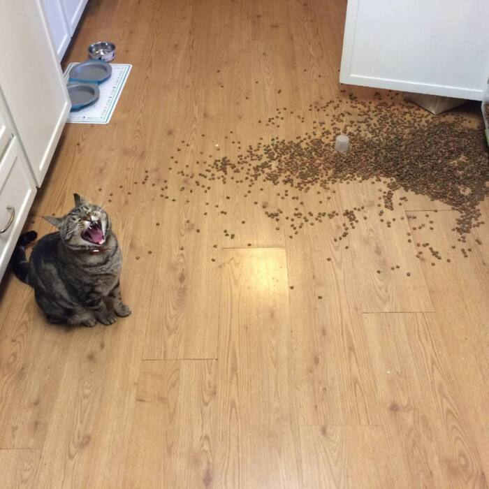 Было найдено фото, которое идеально описывает жизнь с котом